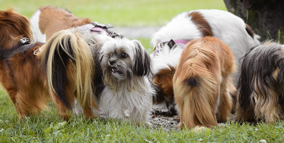 здоровые собаки, живущие долго собаки, породы собак