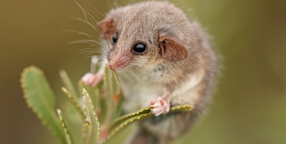 малий карликовий опосум