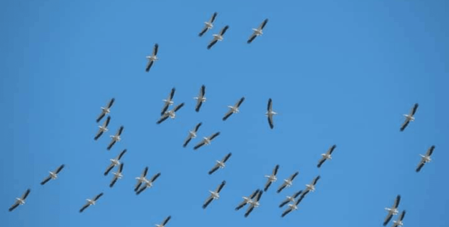 Рожеві пелікани, Джантшейський, Алібей, Шагани, Бурнас, дельта дністра, птахи, тузлівські лимани, Асканія-Нова