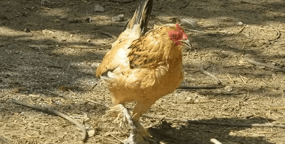 Самая старая курица в мире, курица, Арахис, орешек, мировой рекорд, 21 год курице, рекорд Гиннесса