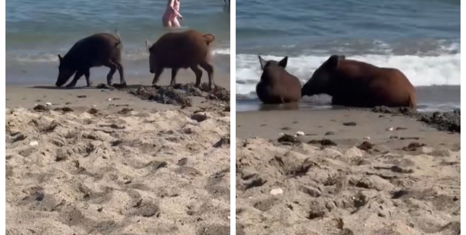 Лучшее решение в жару: туристы заметили пару диких кабанов на популярном пляже