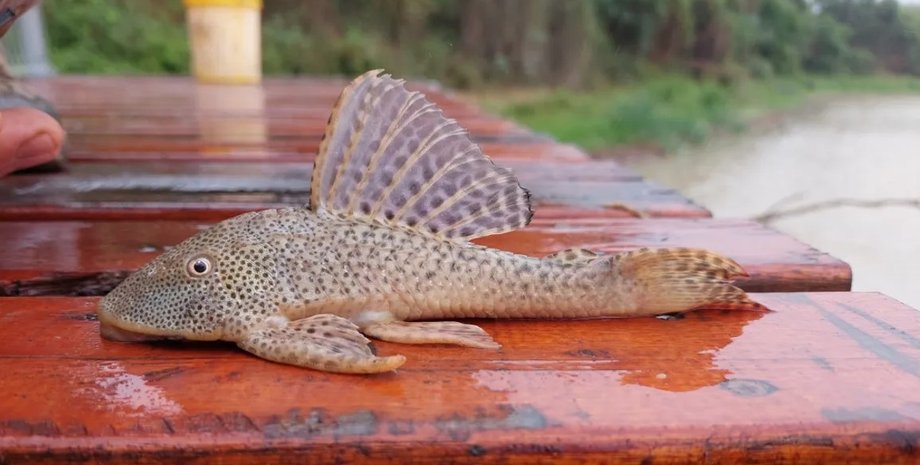 панцирний сом, броньований сом