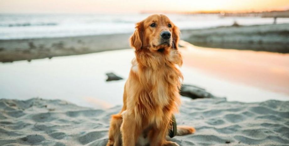 Необычный "ежедневный ритуал" ретривера стал вирусным: что необычного делает собака