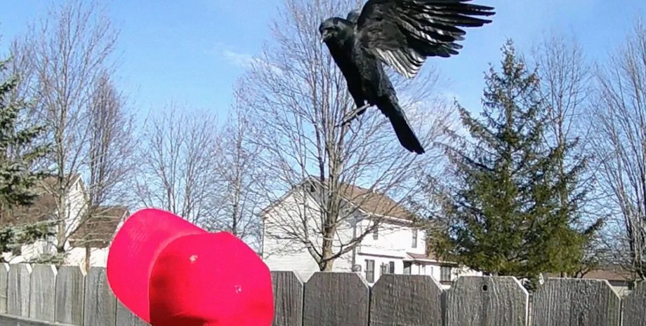 ворона кепка MAGA