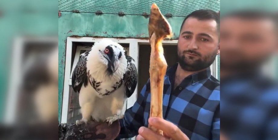 бородач бородач, птица, горы, Европа, животные