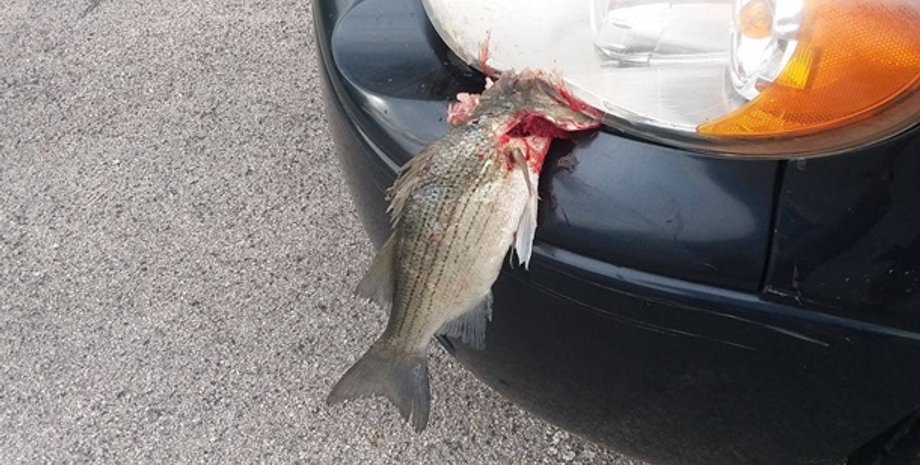 Фото: facebook.com/tnwildlif