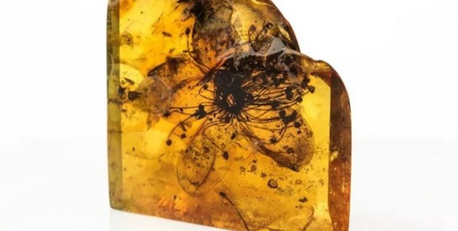 древнее растение, янтарь