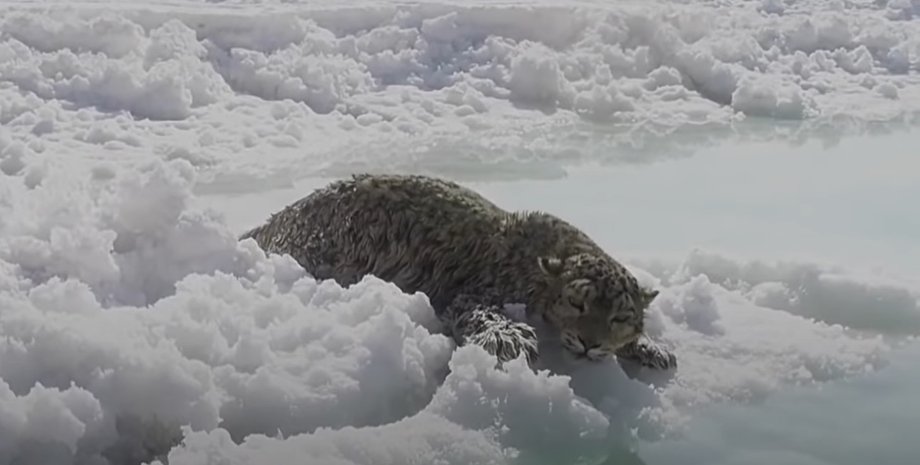 сніговий барс, Червона Книга, китайський сніговий барс, порятунок снігового барса в Китаї, рідкісні тварини