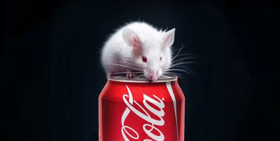 крысы, крысы и газировка