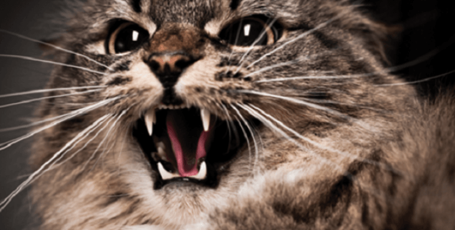 Фото: podrobnosti.ua