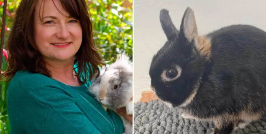 Карликовый кролик начал кусать хозяйку, животные, домашние любимцы, Великобритания, приют, интересные истории, фото