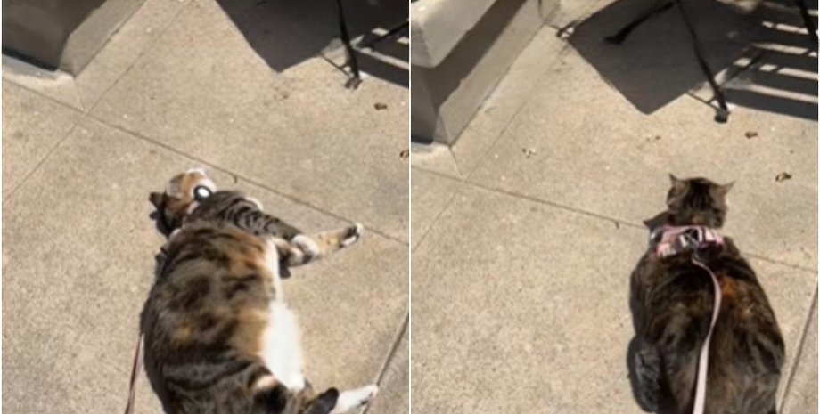 кішка зайва вага