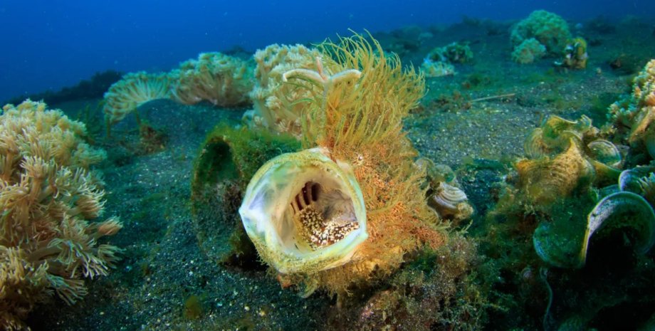 Еволюція колективного позіхання: чому позіхання одного виду змушує позіхати інших тварин0