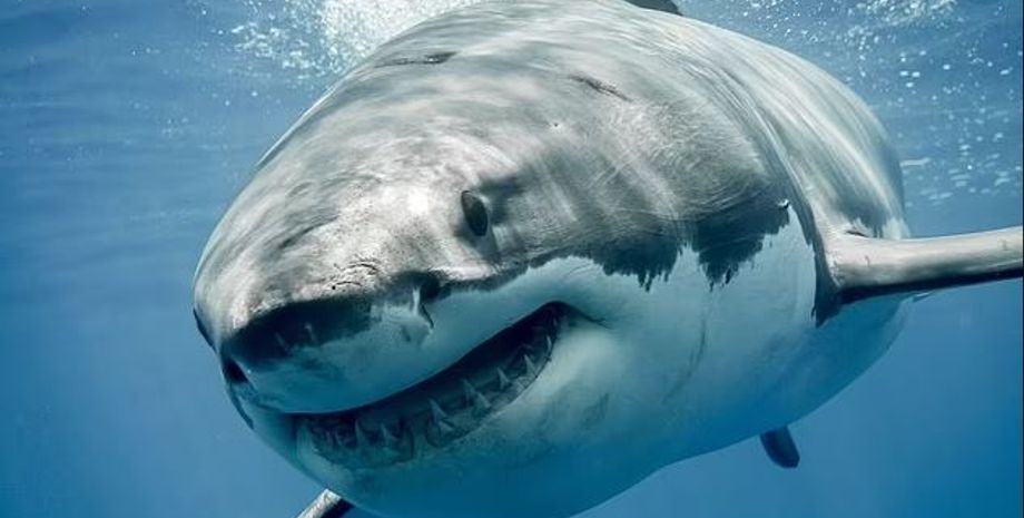 акула боб, акули, гігантські акули