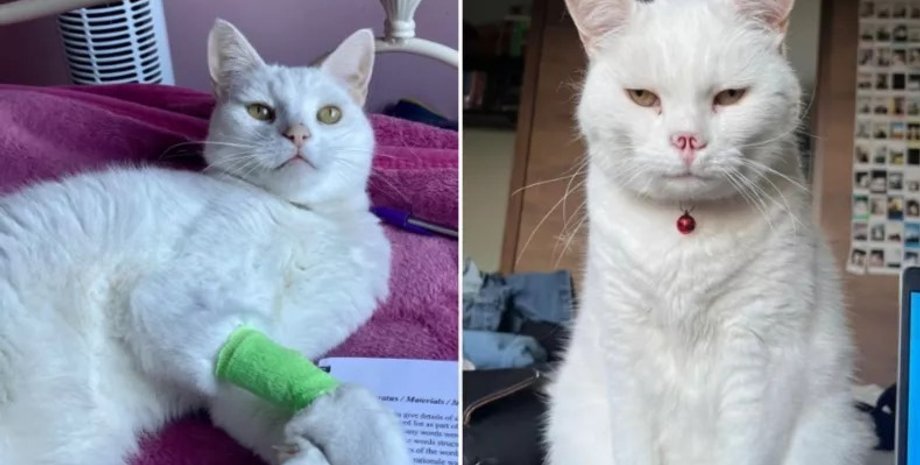 кіт Волдеморт