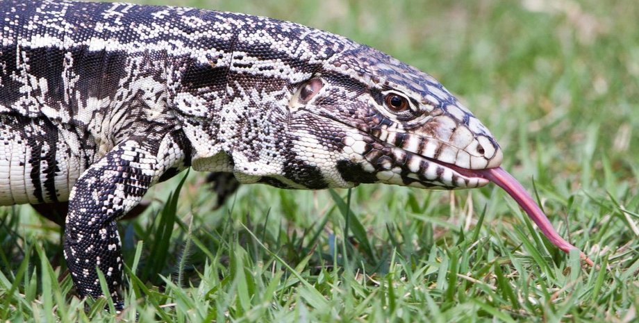 ящерица тегу, инвазивный вид, тегу, ящерицы, сша