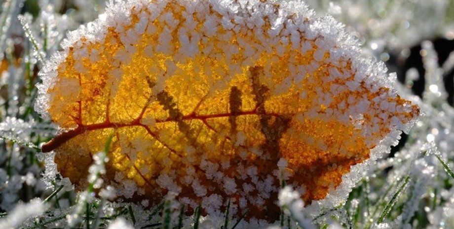 иней, лист, заморозки, холод, погода