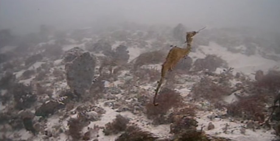 Рубиновый морской конек / Фото: YouTube