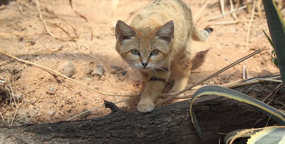 піщана кішка піщана кішкапустеля