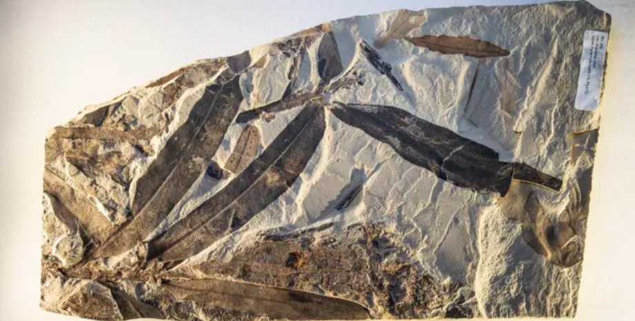 окаменелость