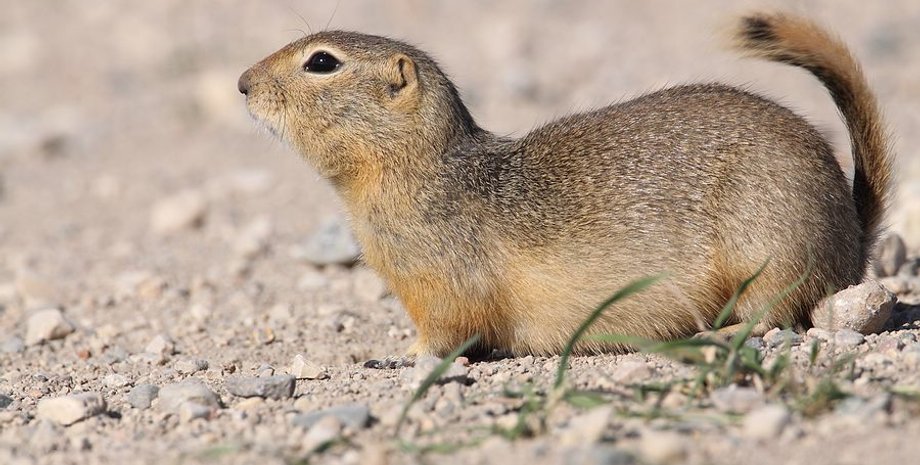 Суслики захватывают город в США: власти не могут остановить нашествие грызунов