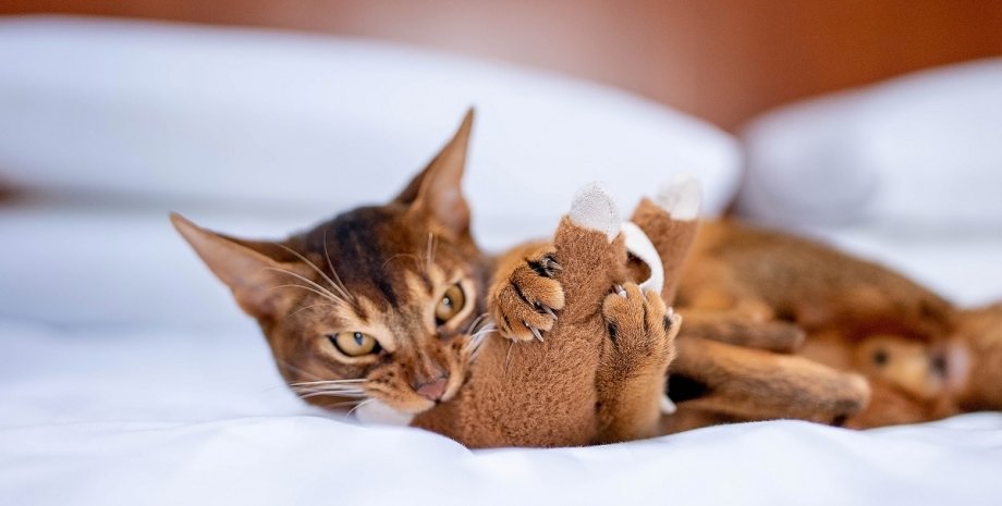 абісинська кішка, грайливі кішки, які кішки найграйливіші, грайливі породи кішок, активні коти