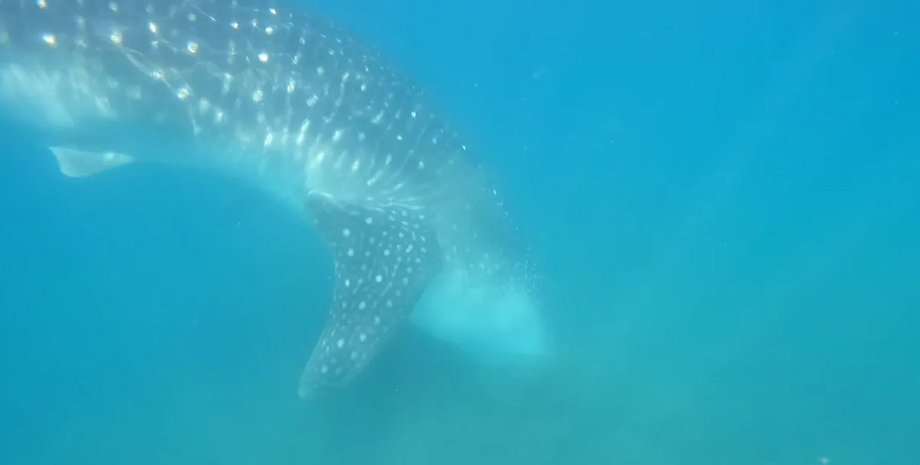 китовая акула, питание китовая акула