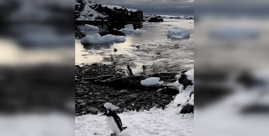 Пінгвіни вистрибують з води на острові Галіндез