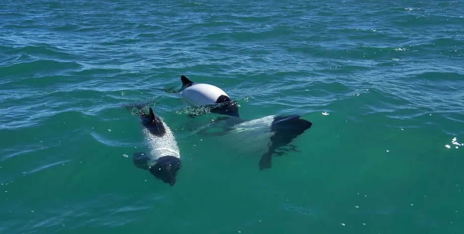 дельфины скунсы