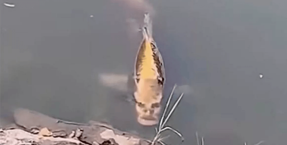 Риба, риба з обличчям людини, риба з "людським обличчям", лякає людей, соцмережі, незвичайна тварина, риба в озері, вірусне відео