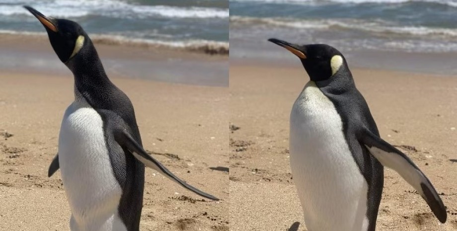 королевский пингвин, королевский пингвин австралия, королевский пингвин юар