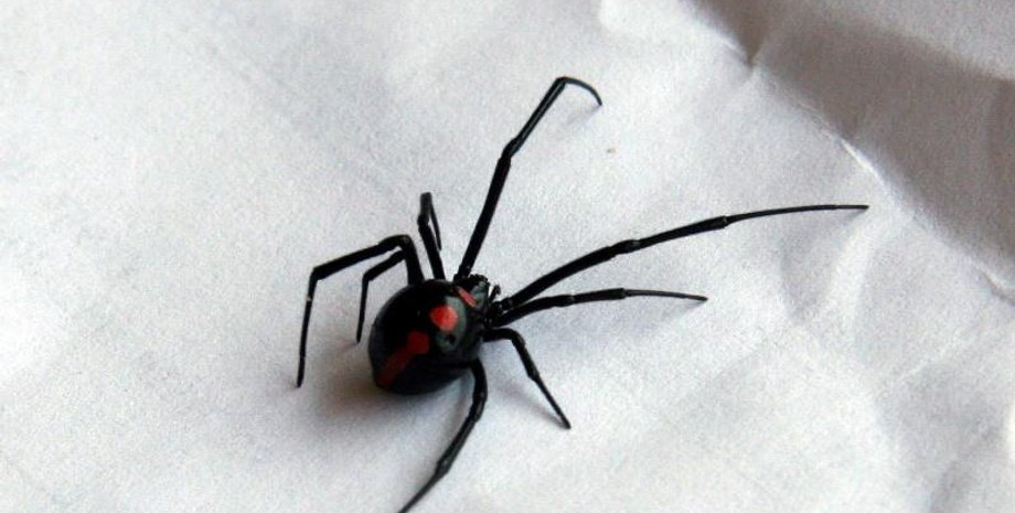 Фото: 4lapki.com