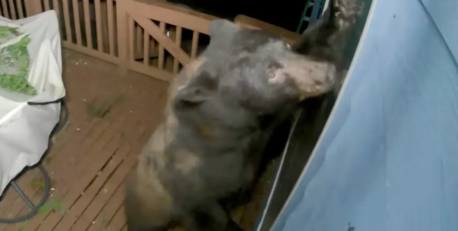 Медведь, зверь, курьезы с животными, проникновение в дом, приколы, видео, США
