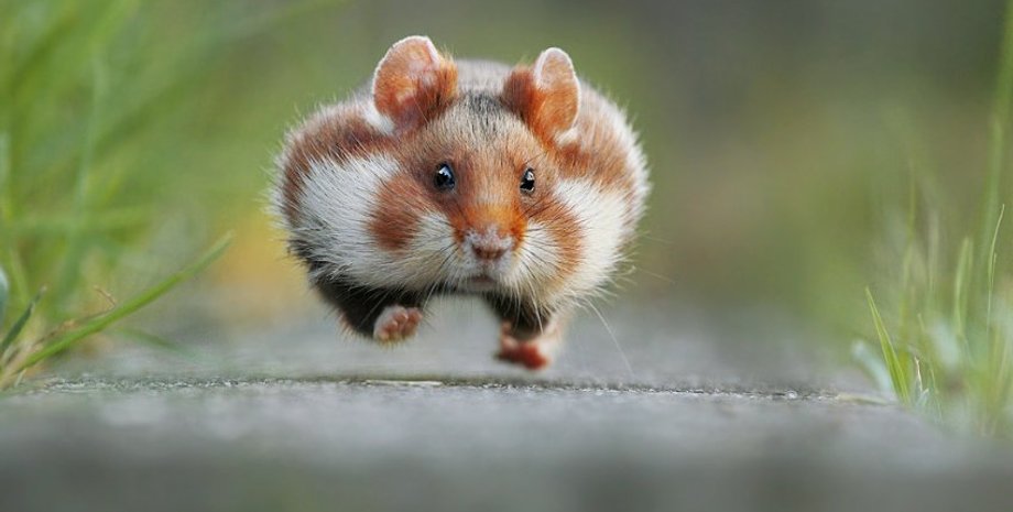 Победитель конкурса – снимок дикого хомяка / Фото: Julian Rad