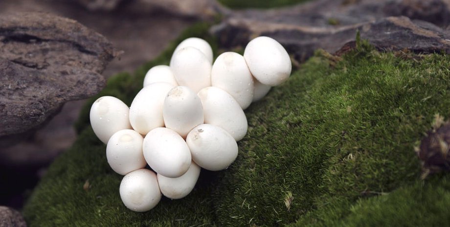 Кладка білих зміїних яєць, що лежать на зеленому моху серед корчів