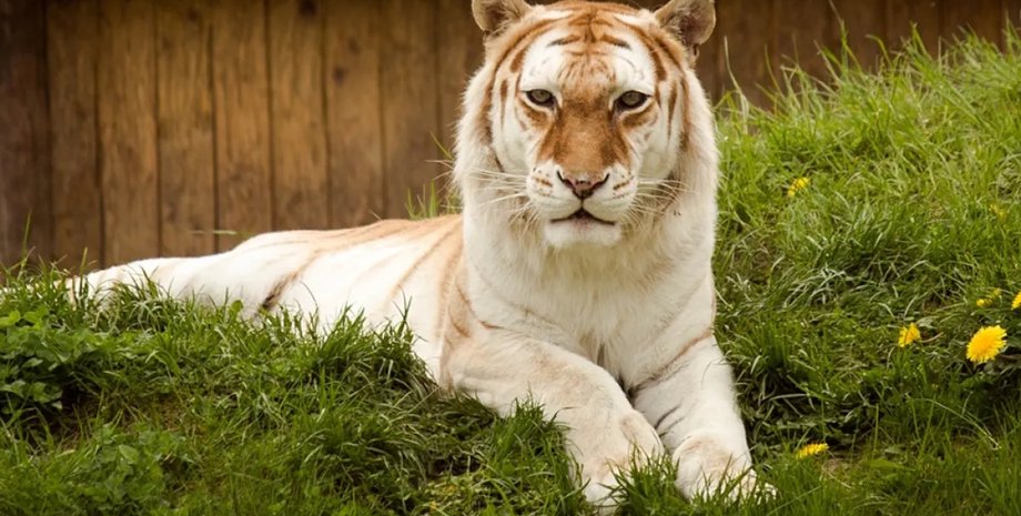 золотистий полуничний тигр