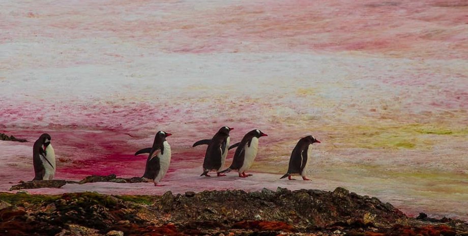 Розовый снег, Антрактида, полярная станция "Академик Вернадский"