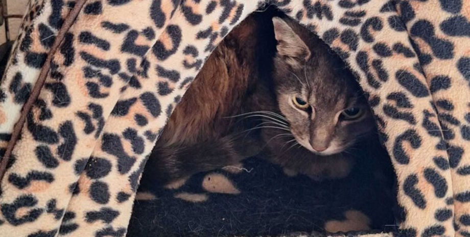 Пропавший кот вернулся домой спустя 10 лет, домашние животные, кот по кличке Смоки, история пропавшего кота, кот вернулся домой,