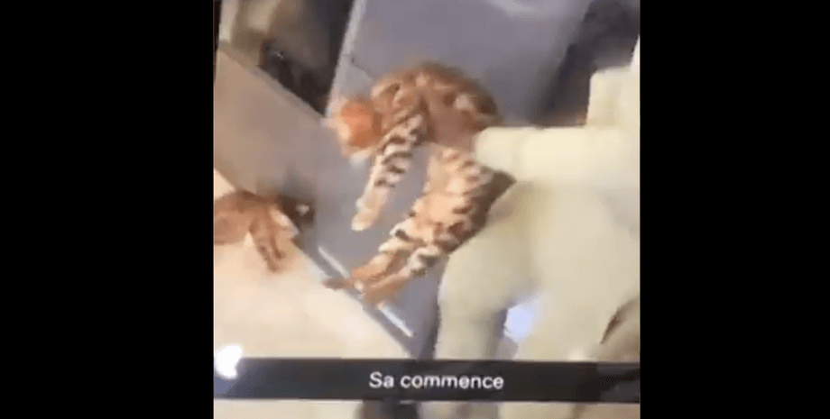 Курт Зума та кіт, футболіст, вест гем, Челсі,