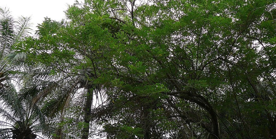 Gliricidia sepium дерева