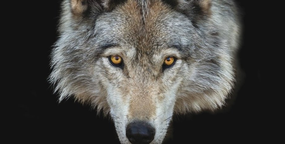 волк, волки