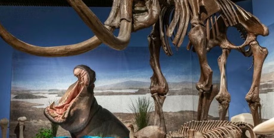 бегемоты, ледниковый период