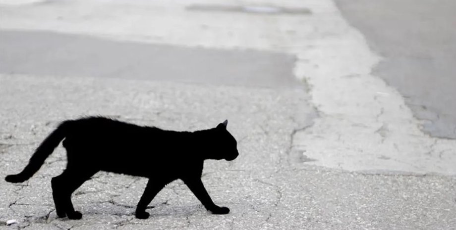 черная кошка, черная кошка дорога, черная кошка суеверие
