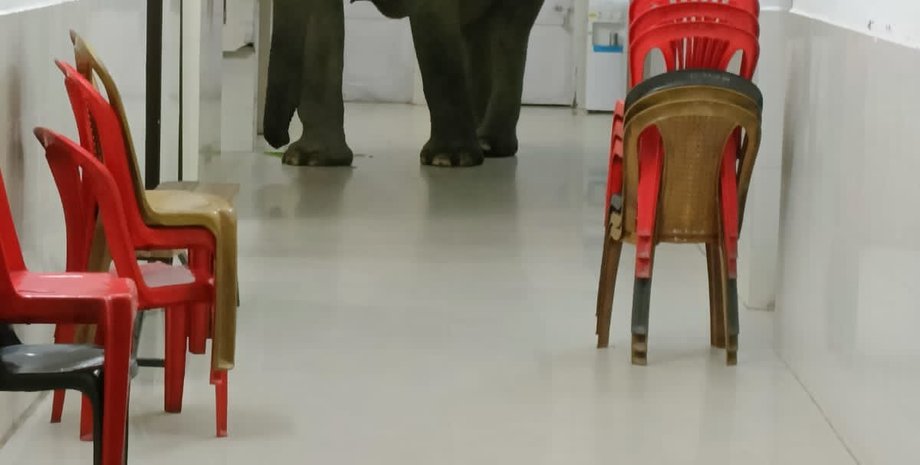 слон в индии, слоны в больнице,