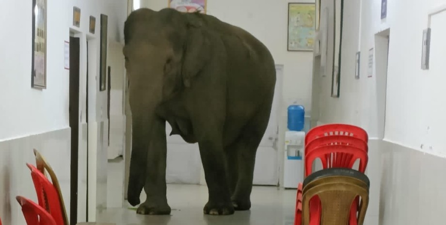 слон в Індії, слони в лікарні,