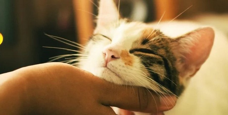 Кошка закрыла глаза