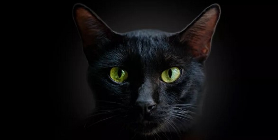 кошка, темнота, черная кошка