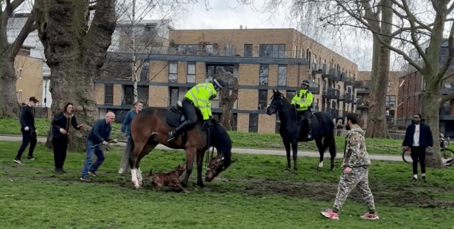 Конная полиция, лошадь, собака, люди, парк, конь, скакун, укус, травма