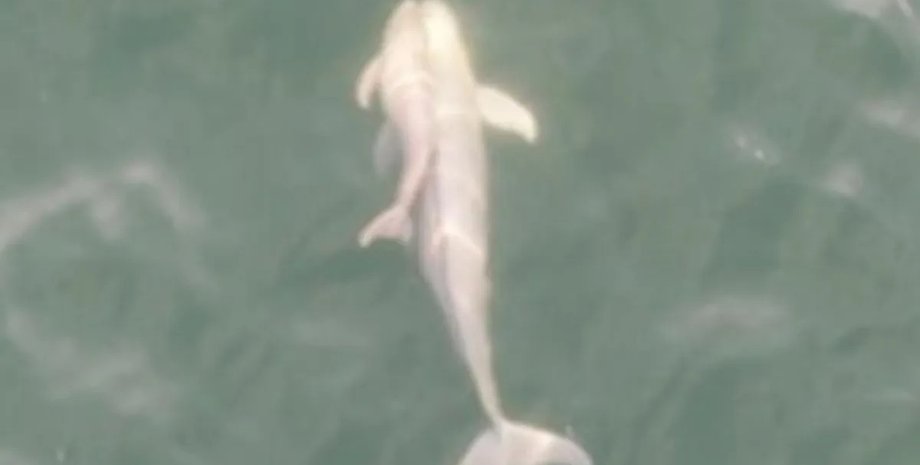 бесперые морские свиньи