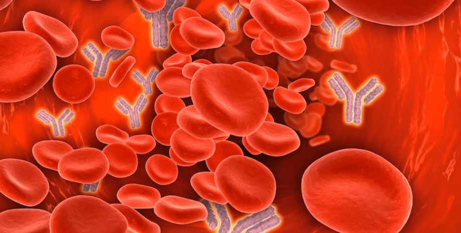 клетки, иммунитет, антитела, эритроциты